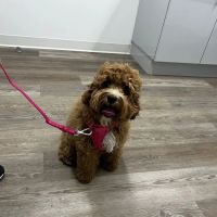 Elpaw Veterinary Clinic ico
