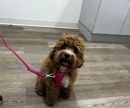 Elpaw Veterinary Clinic