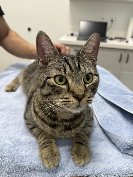 Toebeans & Tails Veterinary Hospital Picture 5