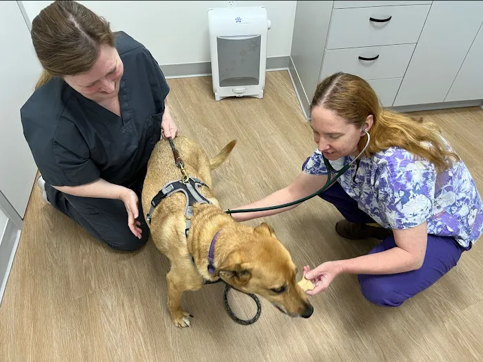 Toebeans & Tails Veterinary Hospital Picture 9