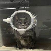 VEG ER for Pets ico