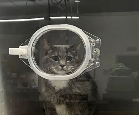 VEG ER for Pets