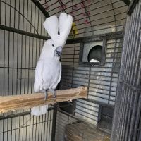 Pet shop Los angelitos ico