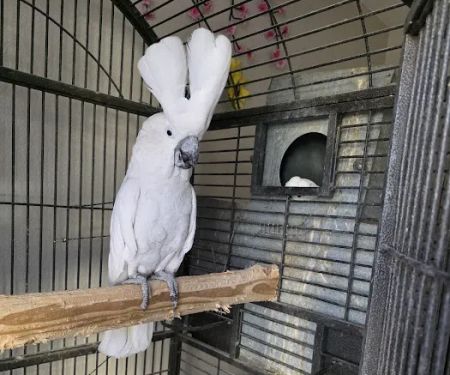 Pet shop Los angelitos