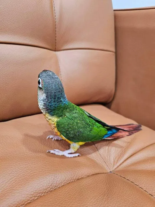 Pet shop Los angelitos Picture 4
