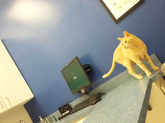 Caring Hands Animal Hospital - Alexandria Picture 4