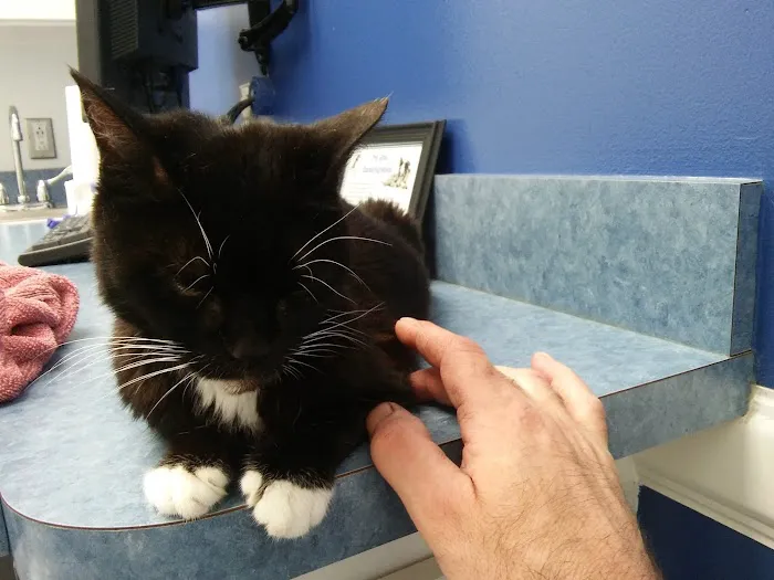Caring Hands Animal Hospital - Alexandria Picture 5