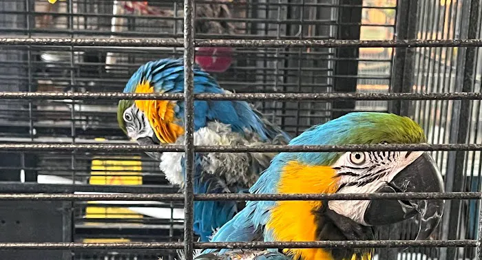 Las Dos Arelis Pet Shop & Exotic Birds Picture 3