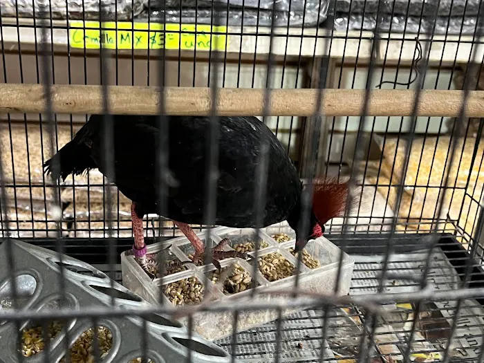 Las Dos Arelis Pet Shop & Exotic Birds Picture 5