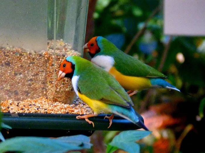 Jurado's Pet Shop Picture 4