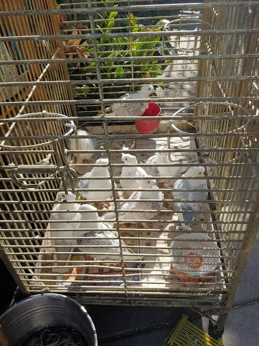 Jurado's Pet Shop Picture 8