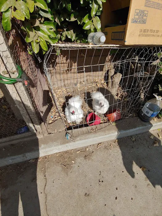 Jurado's Pet Shop Picture 9