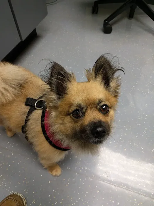 Fort Belvoir Veterinary Center Picture 1