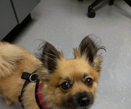 Fort Belvoir Veterinary Center