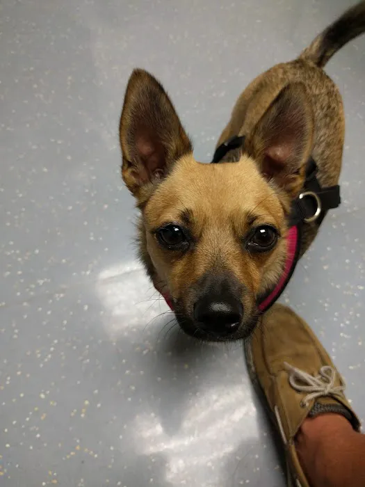 Fort Belvoir Veterinary Center Picture 5