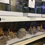 Lotus Aquarium