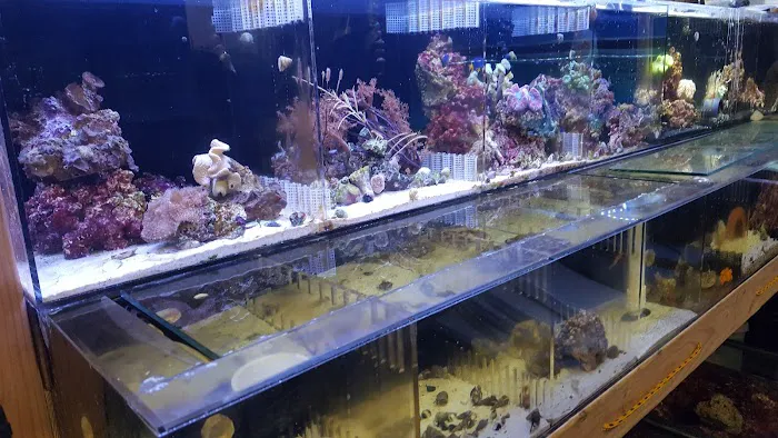 Lotus Aquarium Picture 2