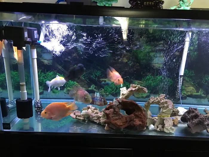 Lotus Aquarium Picture 6