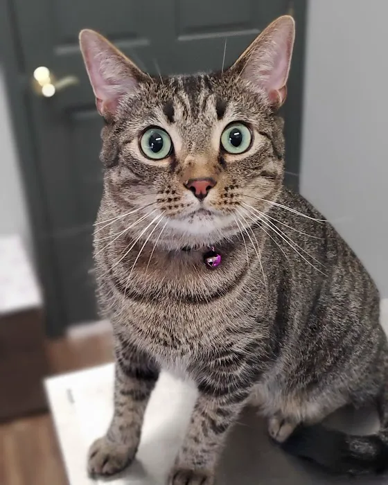 Potomac Animal Wellness Services (PAWS) Picture 5