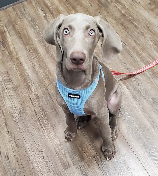 Potomac Animal Wellness Services (PAWS) Picture 3