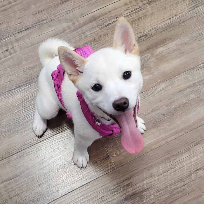 Potomac Animal Wellness Services (PAWS) Picture 4