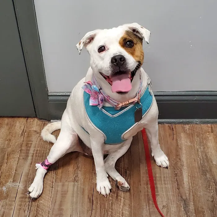 Potomac Animal Wellness Services (PAWS) Picture 8