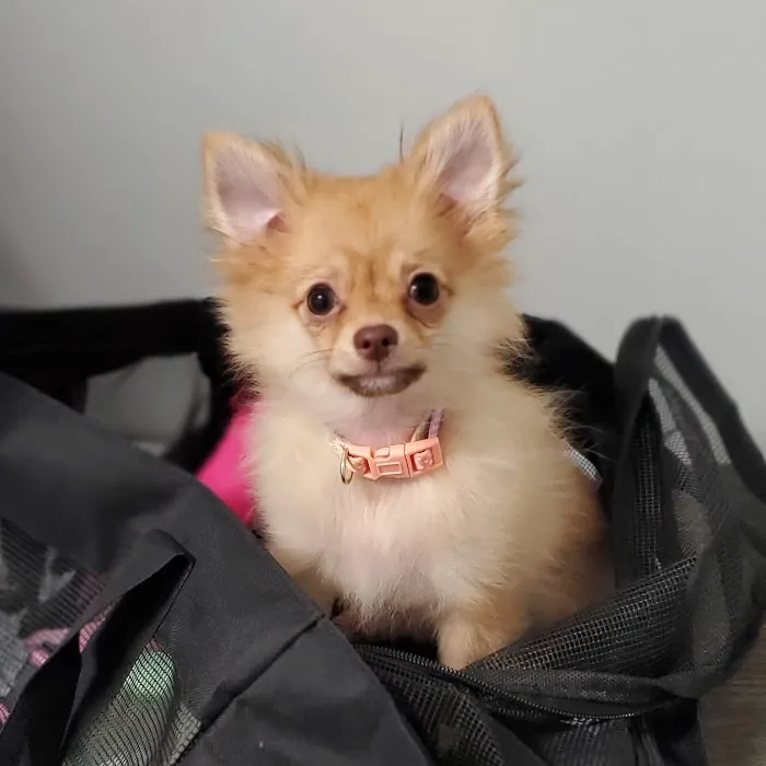Potomac Animal Wellness Services (PAWS) Picture 10