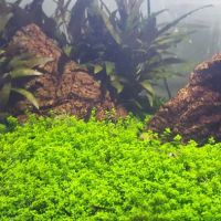 Transworld Aquatic Enterprises, Inc. ico