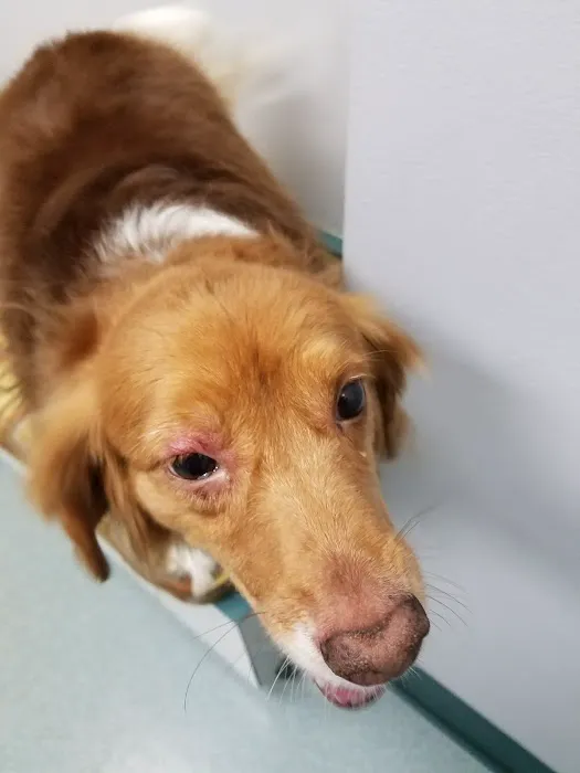 Dupont Veterinary Clinic Picture 2