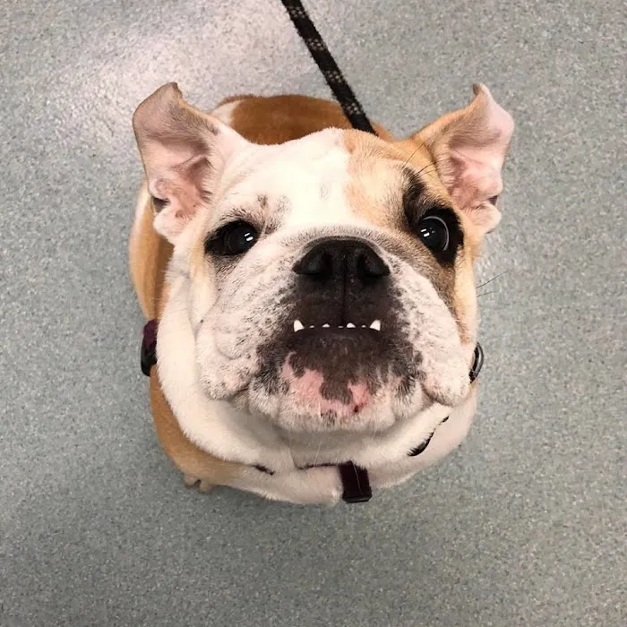 Dupont Veterinary Clinic Picture 3