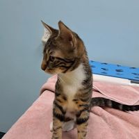 Dupont Veterinary Clinic ico