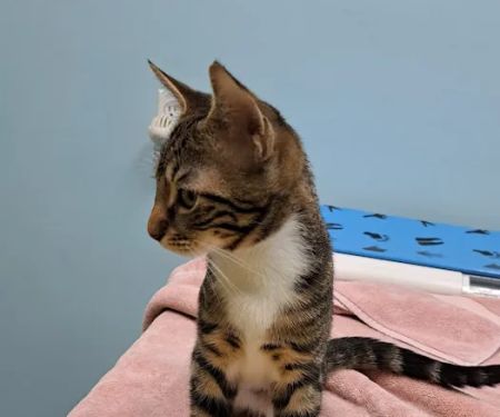 Dupont Veterinary Clinic