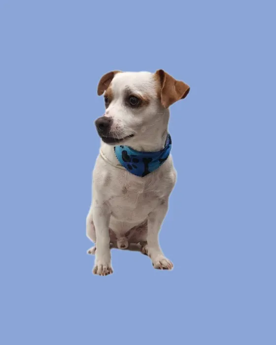 Petland Picture 7