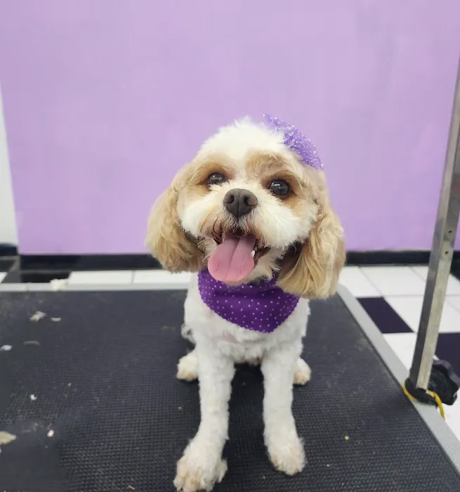 Petland Picture 10