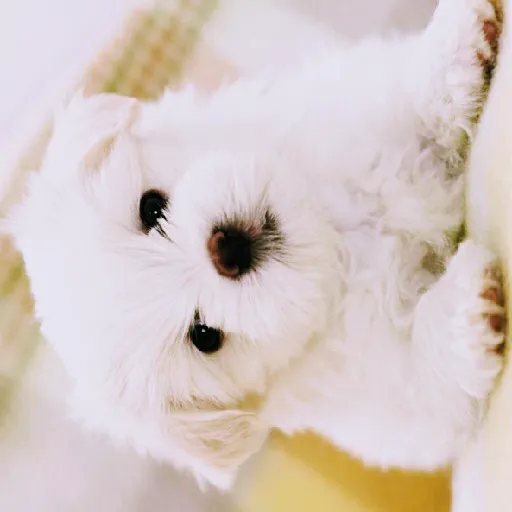 Petland Picture 3