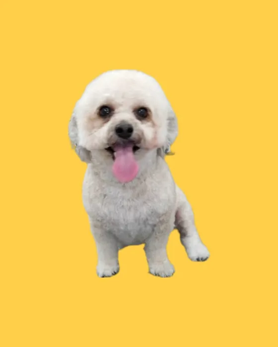 Petland Picture 4
