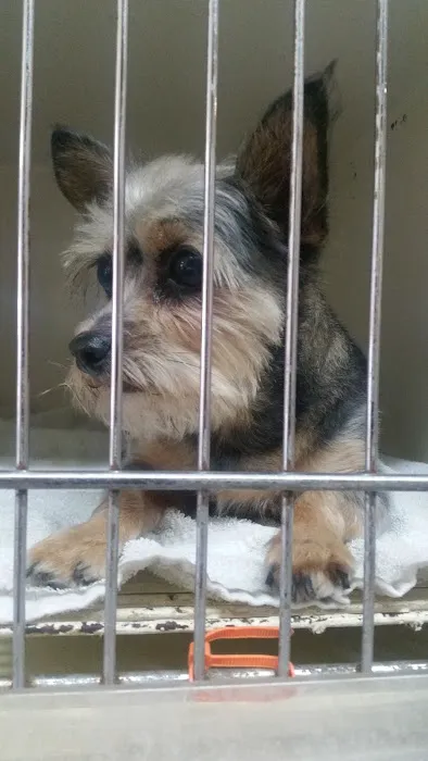 Petland Picture 2