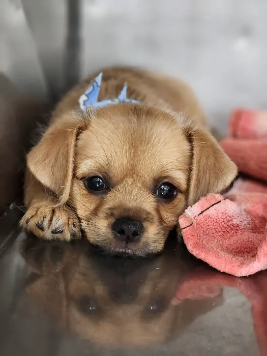 Petland Picture 8