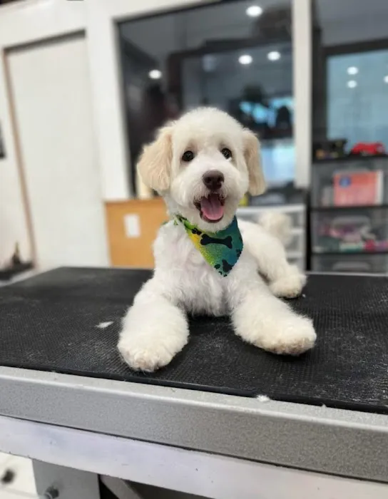 Petland Picture 9