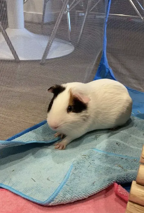 Collins Hospital for Animals Picture 5
