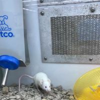 Petco ico