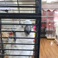 Birds & More ico