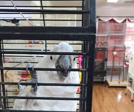 Birds & More