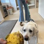 Small Door Veterinary - Spring Valley