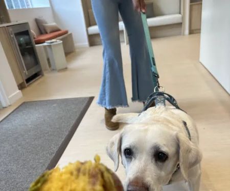 Small Door Veterinary - Spring Valley