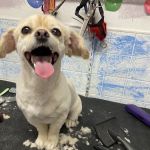 Yolis Dog Supplies