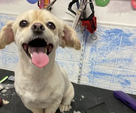 Yolis Dog Supplies