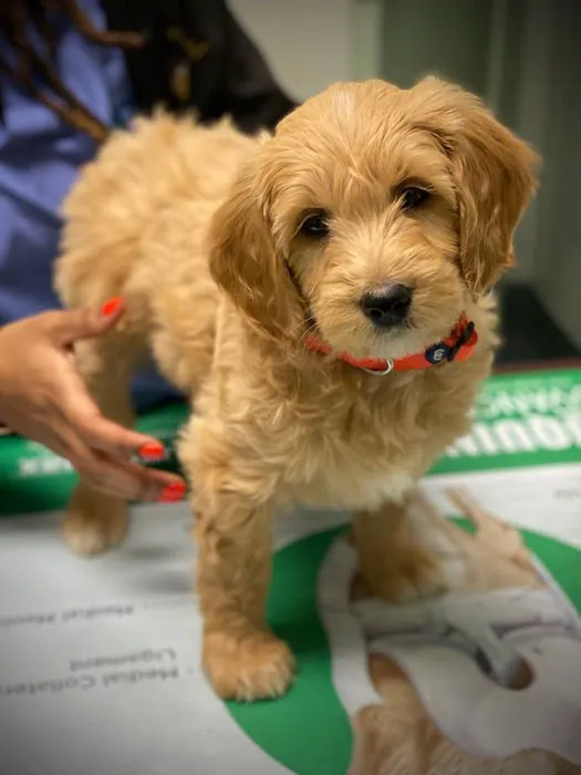 Kenwood Animal Hospital Inc Picture 6
