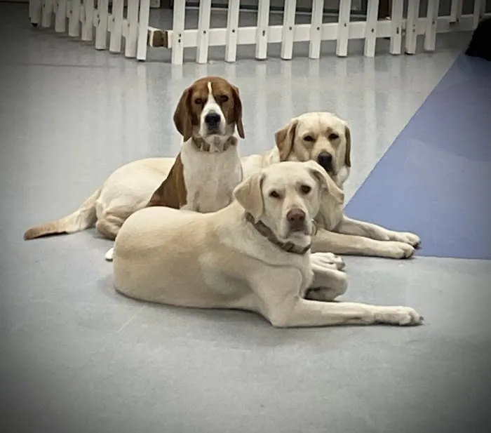 Kenwood Animal Hospital Inc Picture 3
