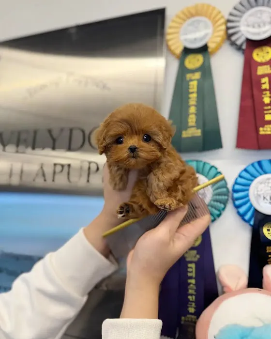 Teacup poodle puppies for sale near me Picture 2